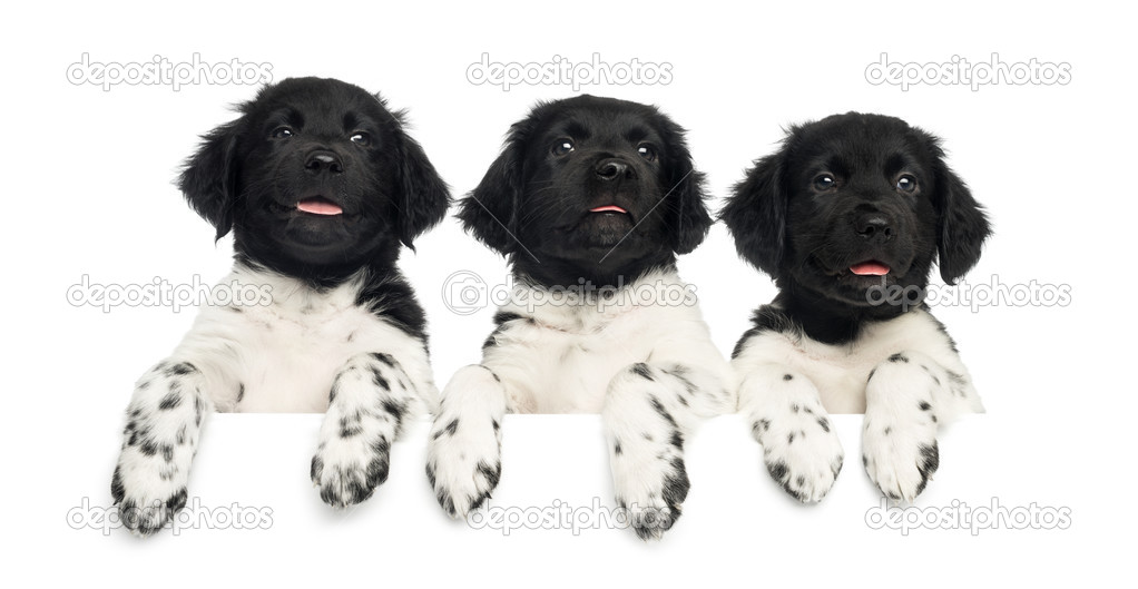 Three Stabyhoun puppies leaning on a white board, panting, isola