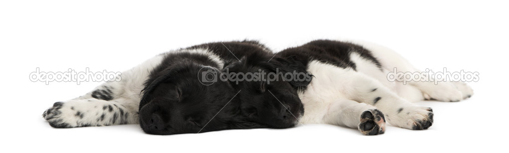 Stabyhoun puppies lying down together, resting, isolated on whit