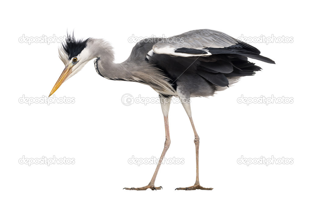 Side view of a Grey Heron, standing, looking down, Ardea cinerea