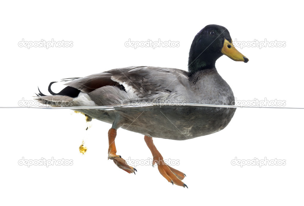 Mallard defecating in the water, Anas platyrhynchos, isolated on