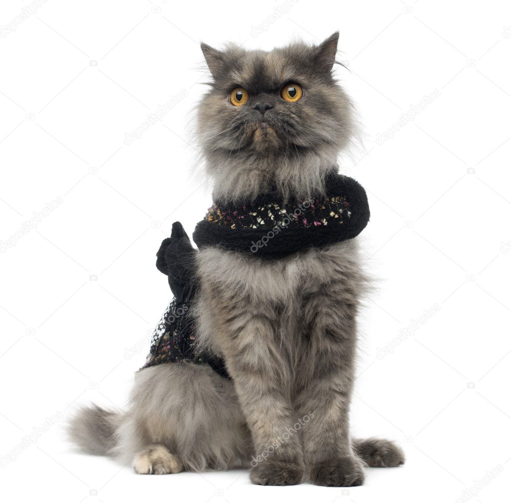 Grumpy Persian cat wearing a shiny harness, sitting, isolated on