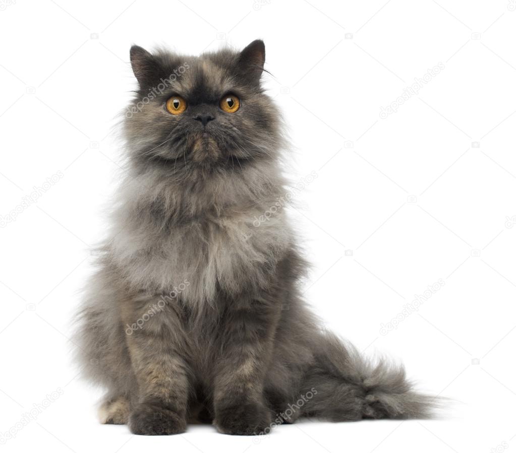 Front view of a grumpy Persian cat sitting, looking at the camer