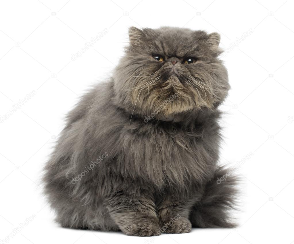 Front view of a grumpy Persian cat, sitting, looking up, isolate