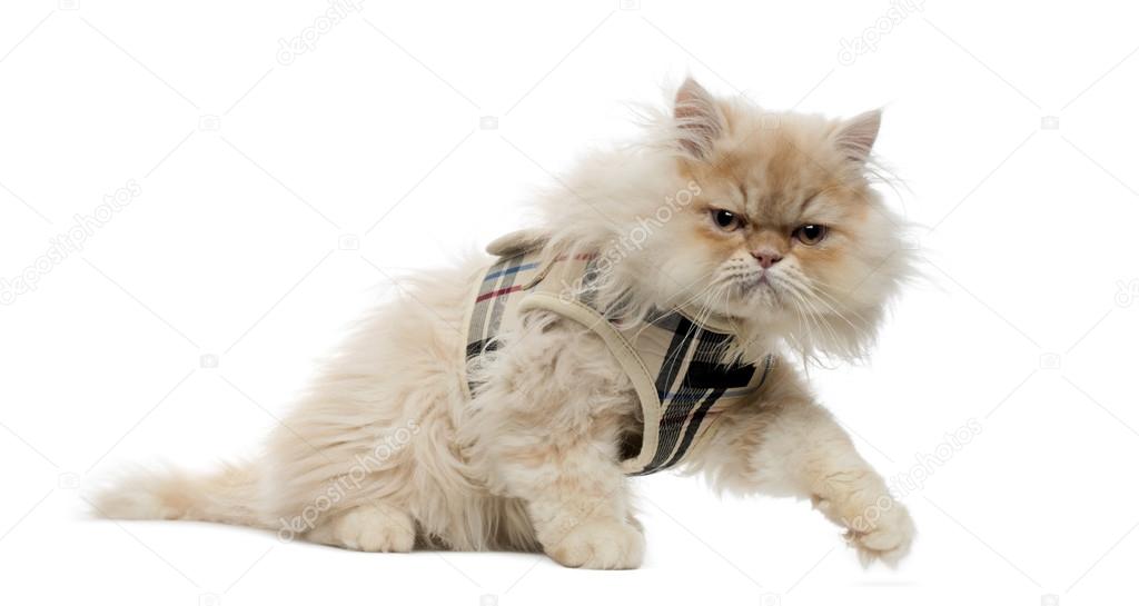 Side view of a Persian kitten with tartan harness, walking away,