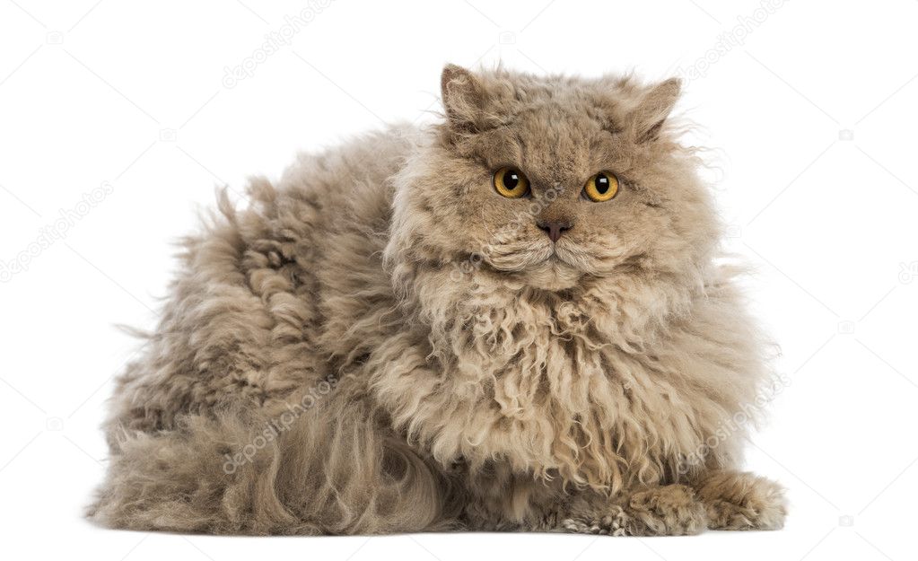 Selkirk rex lying, looking at the camera, isolated on white