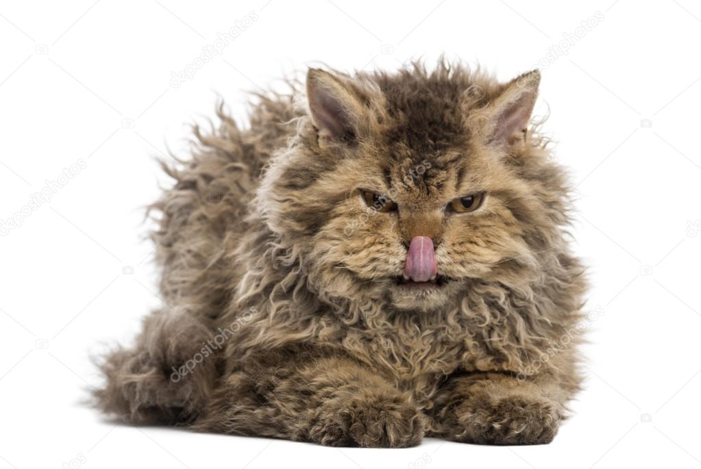Front view of a grumpy Selkirk rex lying, licking its lips, look