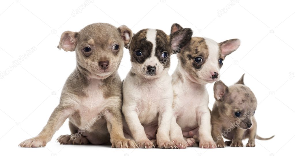 Group of Chihuahuas puppies sitting in a row, isolated on white
