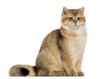 oturmuş, üzerinde beyaz izole Britanya ile ilgili stenografi