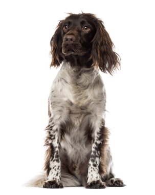 brittany, oturma seyir, 15 ay yaşlı, beyaz izole