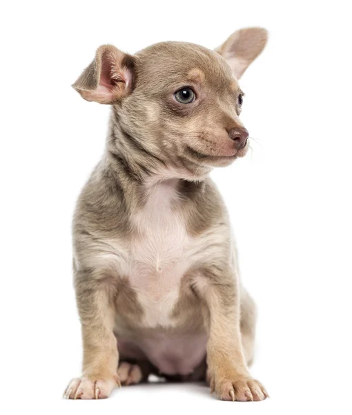 Chihuahua cachorro sentado, isolado em branco — Fotografia de Stock