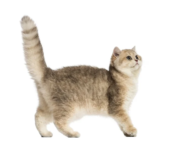 英国短毛猫抬头，被隔绝的白色衬底上的侧视图 — 图库照片