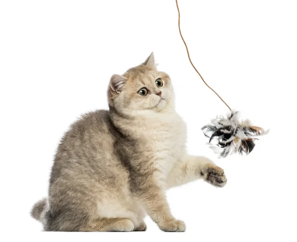 British shorthair sitting, playing with feather toy, isolated on — Stock Photo, Image
