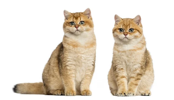 Two British shorthair sitting, isolated on white — Stock Photo, Image