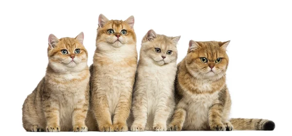 Group of British shorthair sitting in a row, isolated on white — Stock Photo, Image
