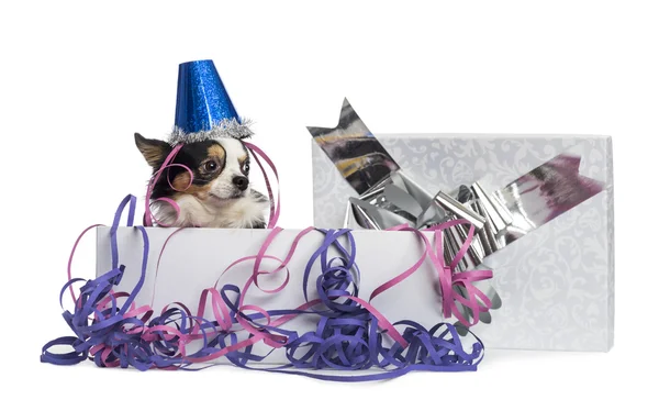 Chihuahua vistiendo un sombrero de fiesta en una caja de regalo con serpentinas, i — Foto de Stock