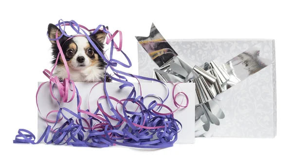 Chihuahua in een huidige doos met wimpels, geïsoleerd op wit — Stockfoto