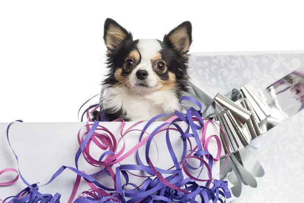 Primer plano de un chihuahua en una caja de regalo, aislado en blanco —  Fotos de Stock