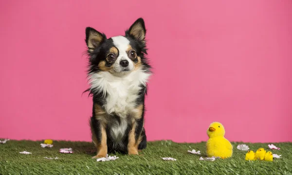 Chihuahua sentado en un paisaje de Pascua —  Fotos de Stock