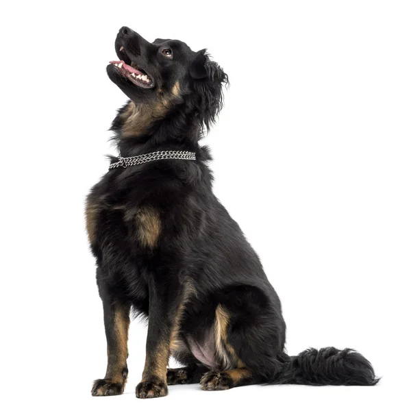 Europees hond zit, hijgen, opzoeken, geïsoleerd op wit — Stockfoto