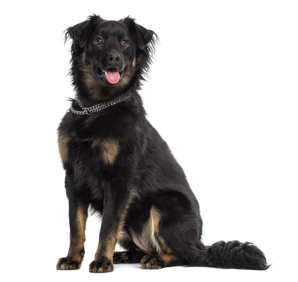 Crossbreed cão sentado, ofegante, isolado em branco — Fotografia de Stock