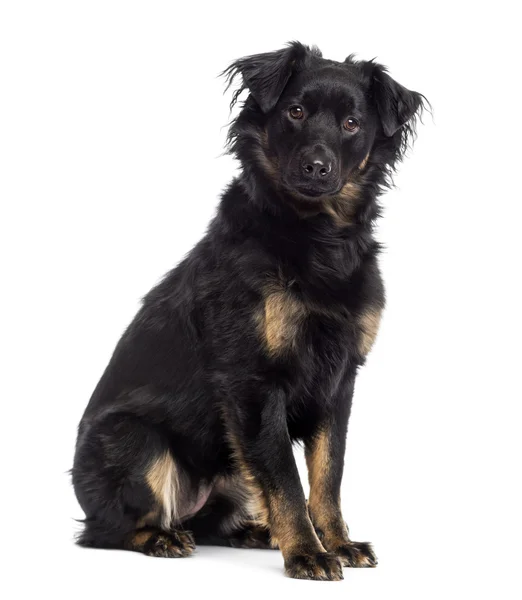 Crossbreed dog sitting, looking at the camera, isolated on white — Stock Photo, Image