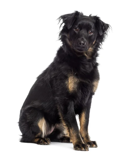 Chien croisé assis, regardant la caméra, isolé sur blanc — Photo