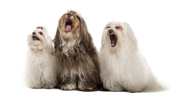 Groep van maltese honden, geeuwen, zitten in een rij, geïsoleerd op wh — Stockfoto