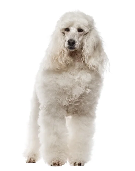 Poodle standing, 1 year old, isolated on white — Stock Photo, Image