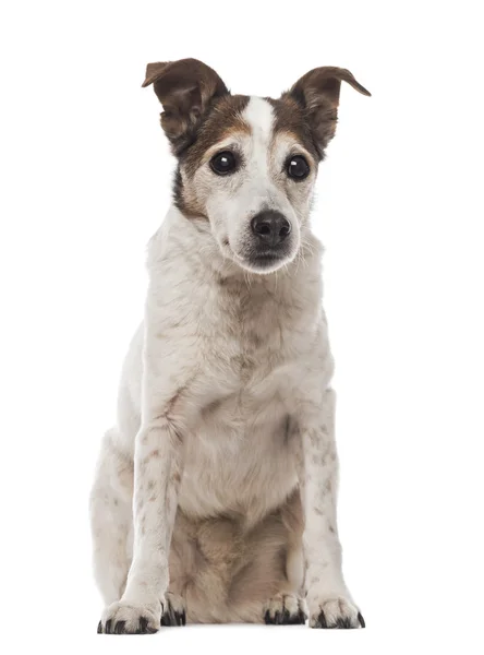 Old Jack Russell Terrier sitting, facing, 17 years old, isolated — Stock Photo, Image