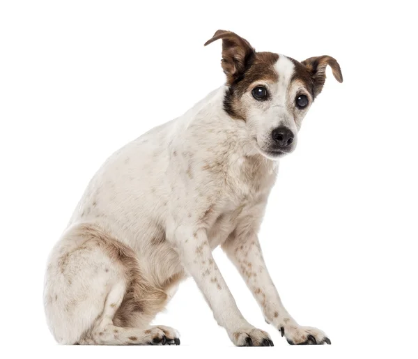 Alter Jack Russell Terrier sitzt, schaut in die Kamera, 17 Jahre — Stockfoto
