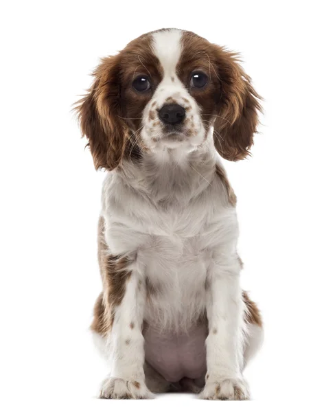 Vista frontal de un cachorro Cavalier King Charles Spaniel sentado, baño — Foto de Stock