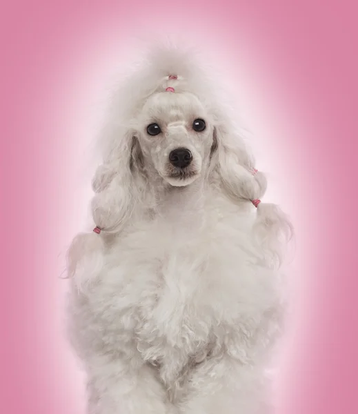 Close-up de um Poodle de frente para a câmera, em um gradiente backg rosa — Fotografia de Stock