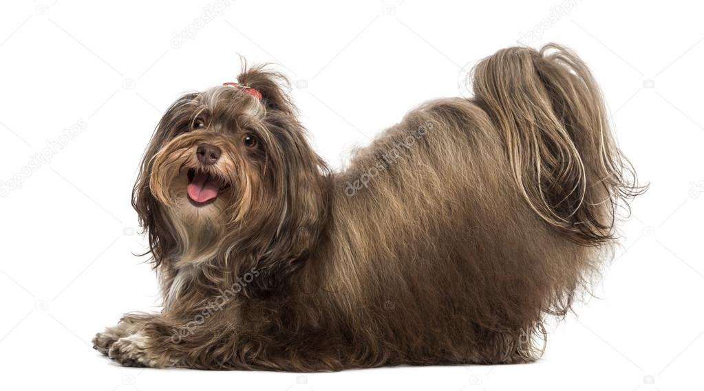 Side view of a Maltese bowing, panting, looking at the camera, i