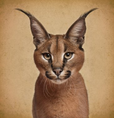 Caracal, 6 months old, in front of brown background clipart