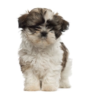 Shih tzu puppy ayakta ve kameraya bakıyor
