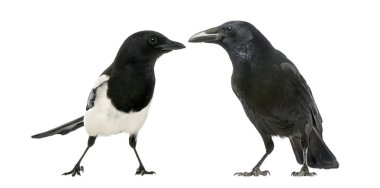 ortak magpie ve leş kargası birbirine bakacak