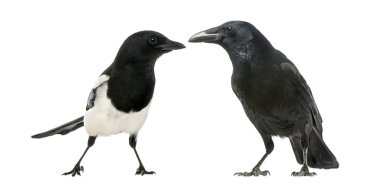 Common Magpie and Carrion Crow facing each other clipart