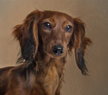 kahverengi bir arka plan önünde bir dachshund in yakın çekim