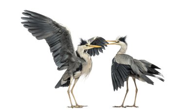 Two Grey Herons flapping clipart
