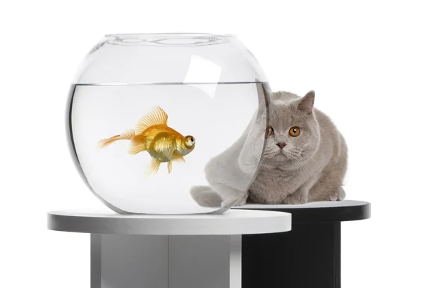 Katze schaut Goldfisch in Fischschale an — Stockfoto