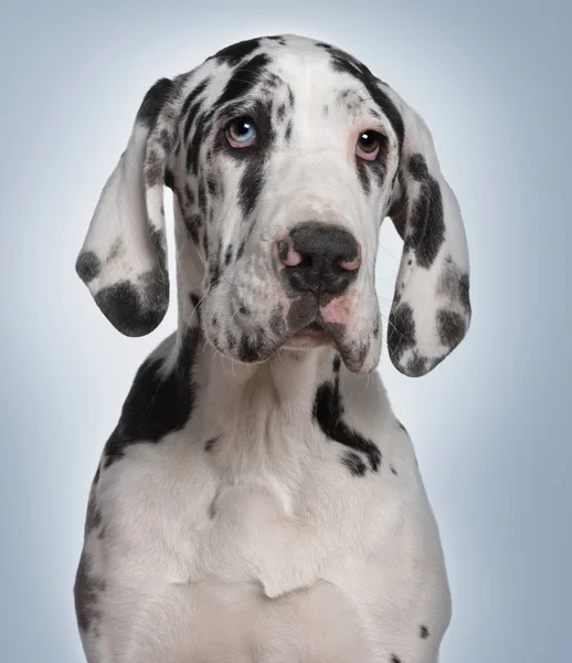 Great Dane puppy, 6 months old, in front of blue background — Stock Photo, Image