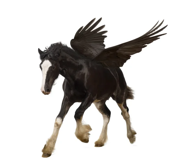 翼のある種牡馬 （ペガサス） ギャロッピング — ストック写真