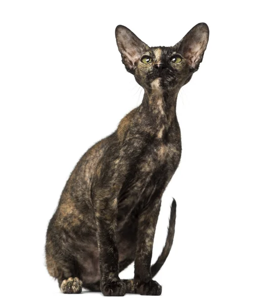 Peterbald gatinho sentado e olhando para cima — Fotografia de Stock