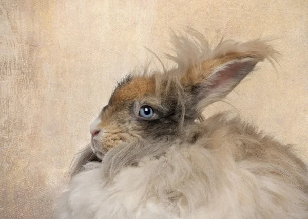 Крупный план английского ангорского кролика — стоковое фото