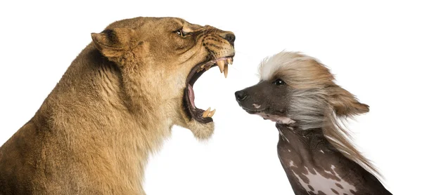 Close-up of  Lioness roaring at a Chinese Crested Dog's face — Stock Photo, Image