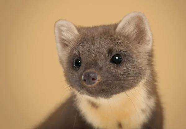 European Pine Marten, Martes martes against brown background — Stock Photo, Image