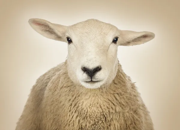 Close-up van een schaap hoofd voor een crème achtergrond — Stockfoto