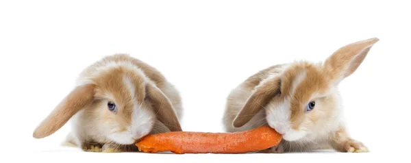 Rabbits eating a carrot — Stock Photo, Image