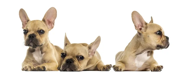 Tres cachorros bulldog franceses mintiendo — Foto de Stock