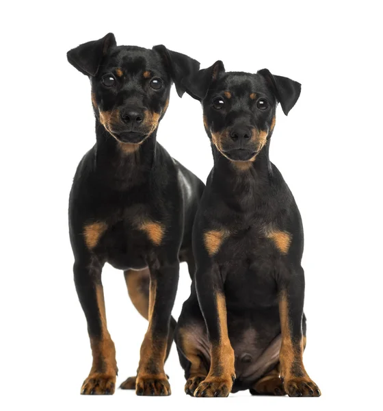 两个杜宾犬坐、 站立和着相机的镜头 — 图库照片